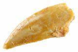 Serrated Raptor Tooth - Real Dinosaur Tooth #347026-1